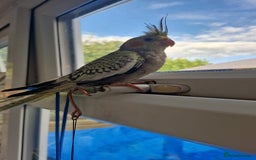Cockatiels birds for sale: Semi tame baby cockatiels  - Image 9