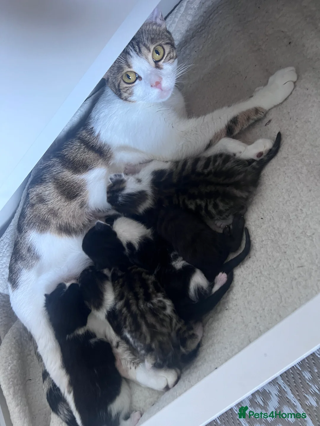 Mixed Breed cats for sale: Kittens in Spalding - Advert 14