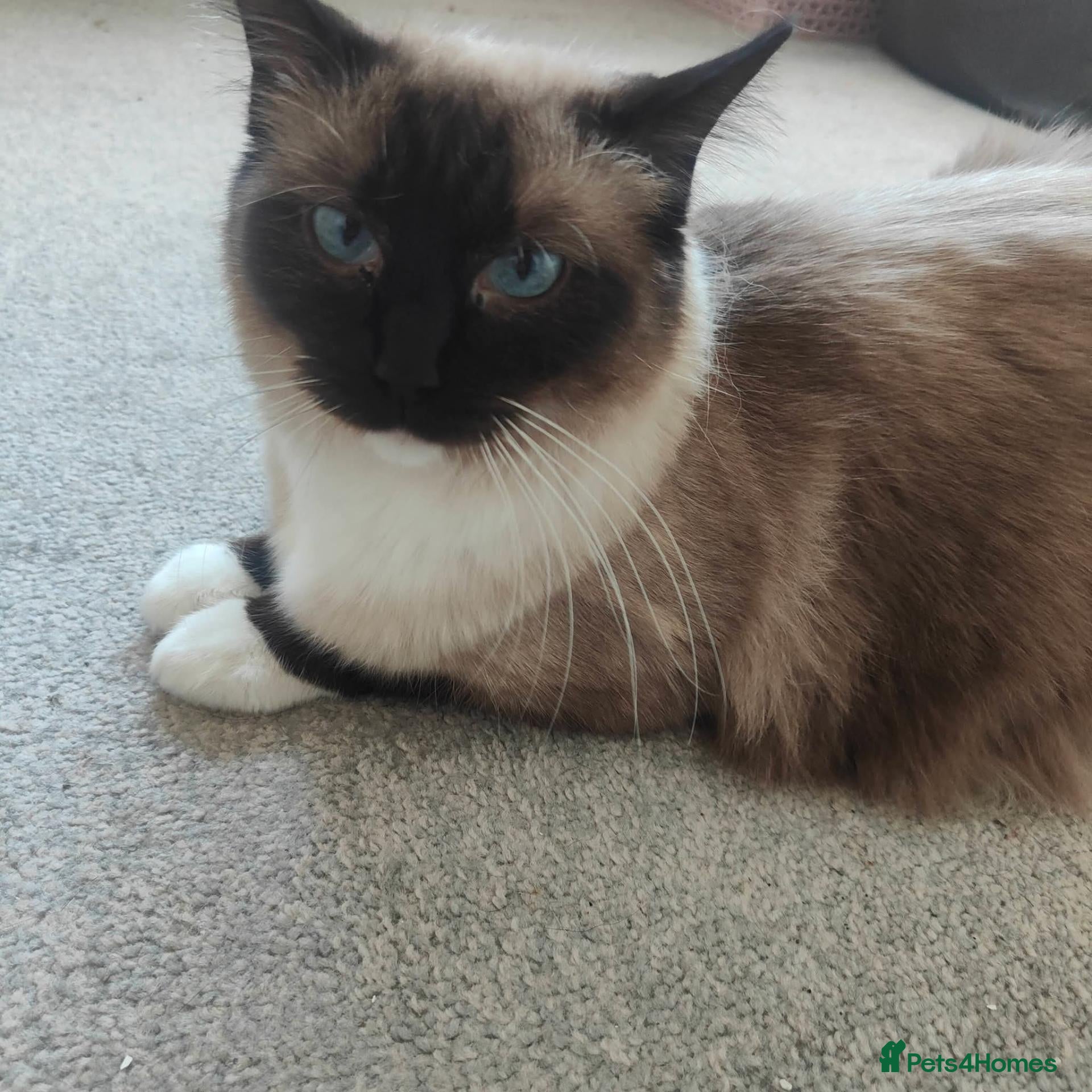 Ragdoll cats Beautiful Ragdoll kittens 🐾🩷 - Advert 1
