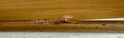 Bearded Dragon reptiles for sale: 💥💥💥Baby Dragons - back by popular demand 💥💥💥 - Advert 7
