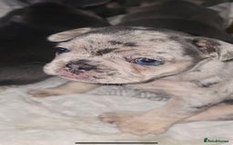 French Bulldog dogs for sale: Stunning litter of French bulldog puppies  - Image 8