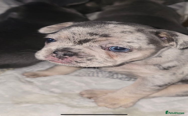 French Bulldog dogs - Advert 5