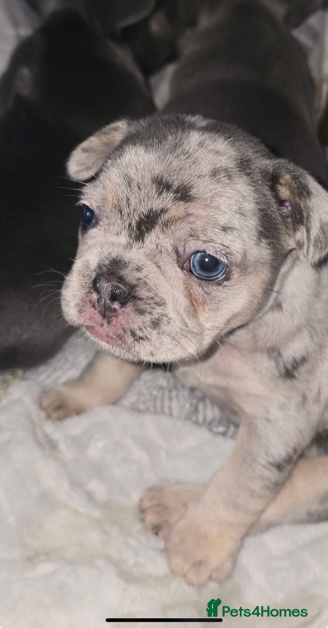 French Bulldog dogs for sale: Stunning litter of French bulldog puppies  - Image 8