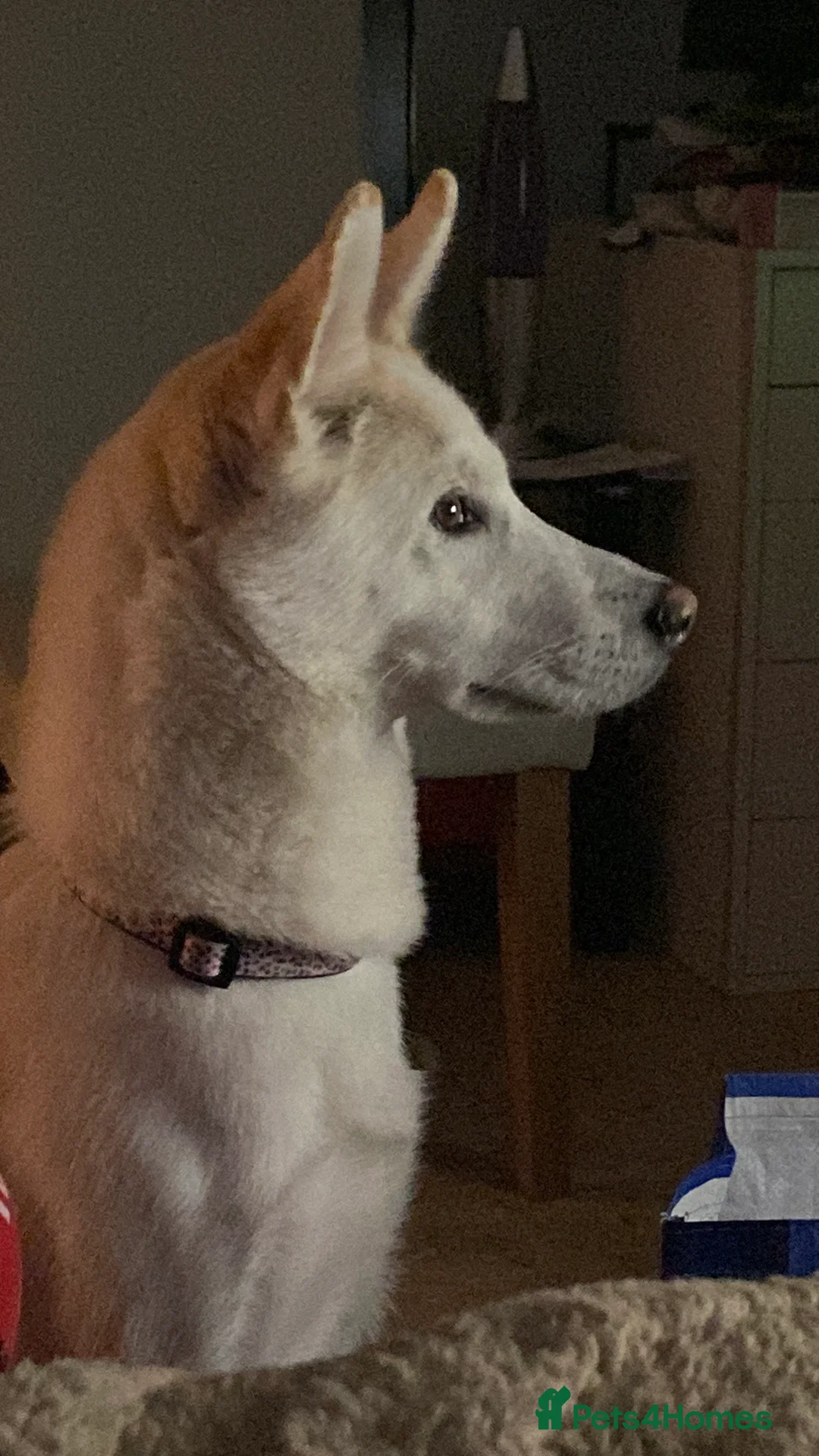 Huskita dogs for sale: Huskita dog - Advert 2