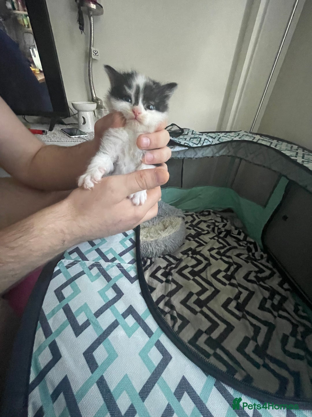 Turkish Angora cats for sale: Turkish angora kittens  - Image 6
