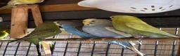 Budgerigars birds for sale: Aviary-bred Budgies’s  - Advert 11