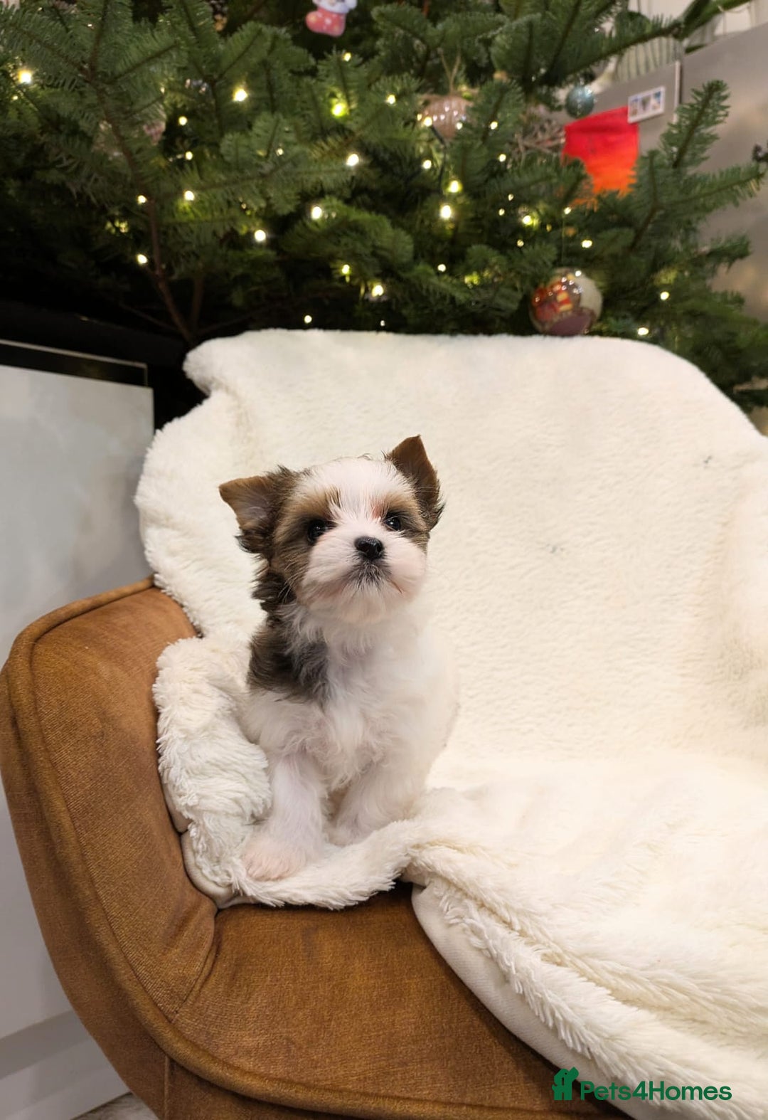 Yorkshire Terrier dogs for sale: Very tiny beautiful Biro puppys  - Advert 4