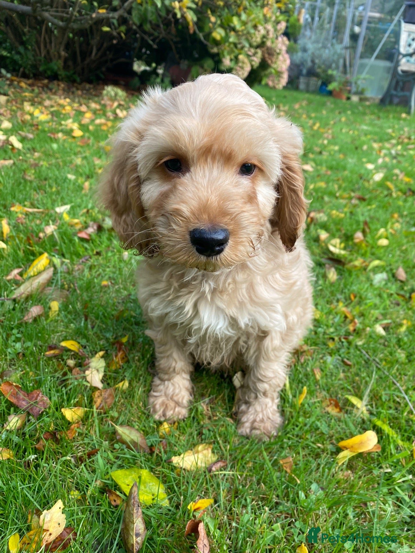 Cockapoo dogs for sale: F1 COCKAPOO BOY,READY NOW. - Advert 7