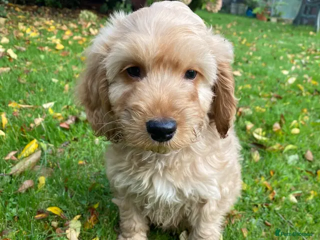 Cockapoo dogs for sale: F1 COCKAPOO BOY,READY NOW. - Advert 7