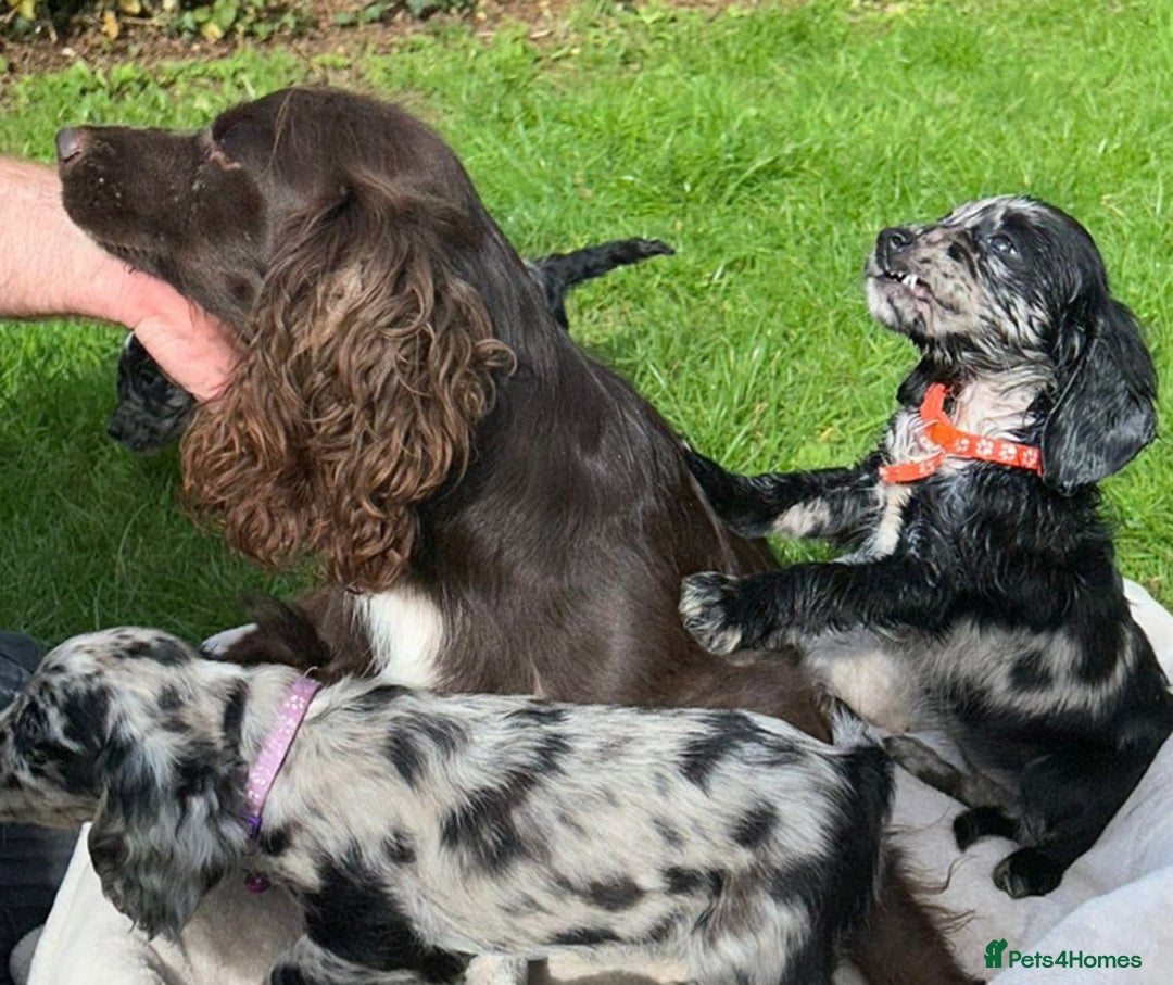 Cocker Spaniel dogs for sale: 3 beautiful working cocker spaniel puppies  - Image 10