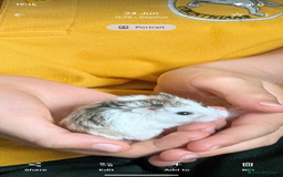 Hamster rodents for sale: Lovely hamster looking for a new home - Image 1