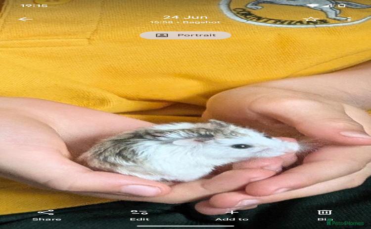Hamster rodents - Advert 2