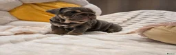 English Bulldog dogs for sale: Premium KC Registered English Bulldog Puppies   - Advert 21