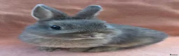 Mini Lop rabbits for sale:  Netherland dwarfs and lion heads - Advert 2