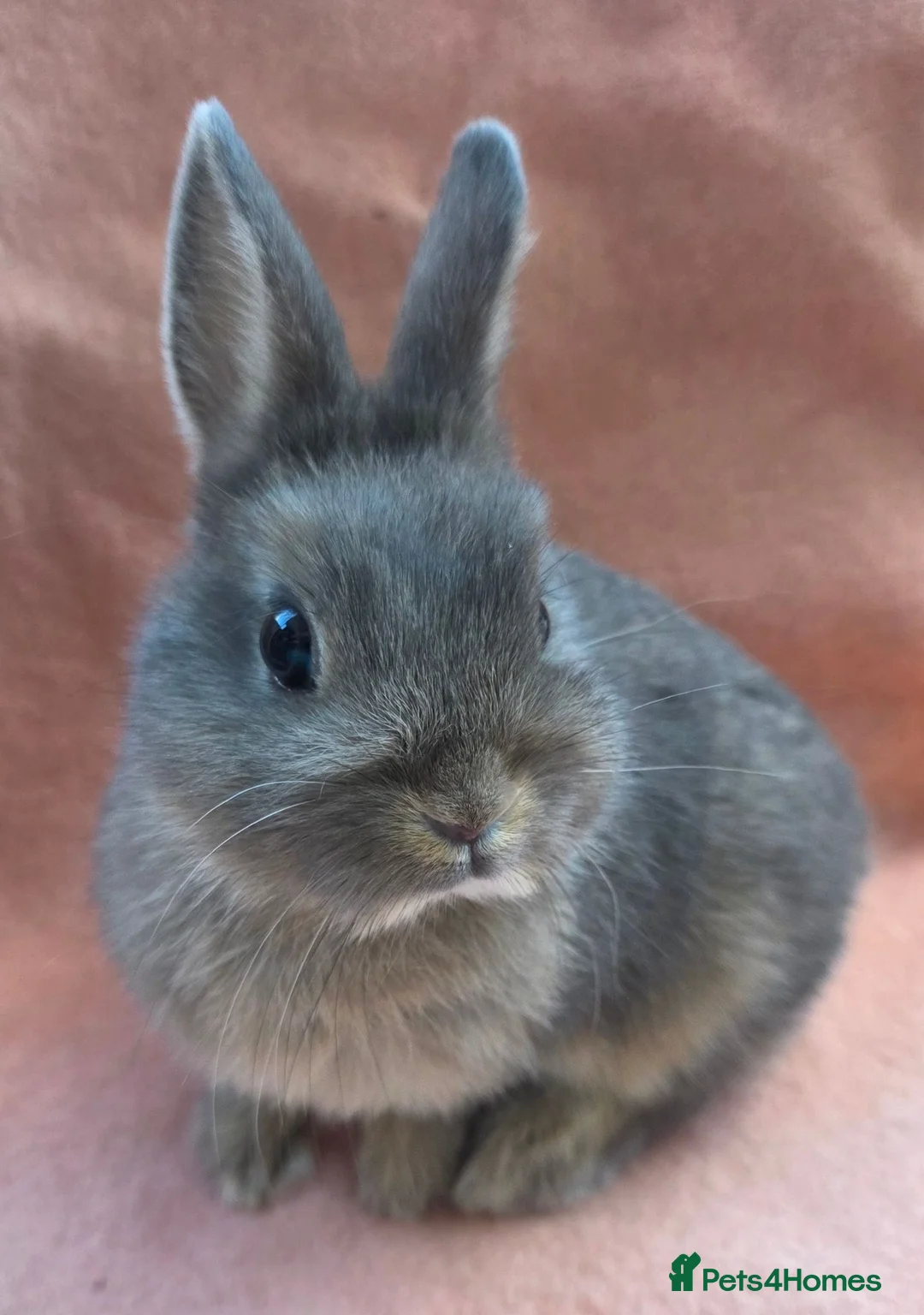 Mini Lop rabbits for sale:  Netherland dwarfs and lion heads - Advert 2