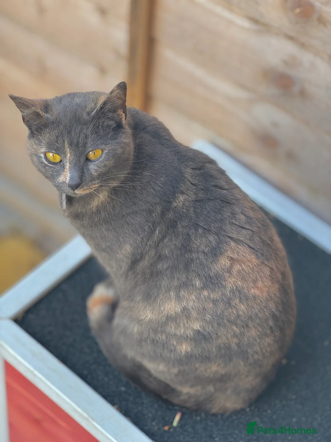 British Shorthair cats for sale: BSH Cream & Blue/Grey Kittens  - Advert 2
