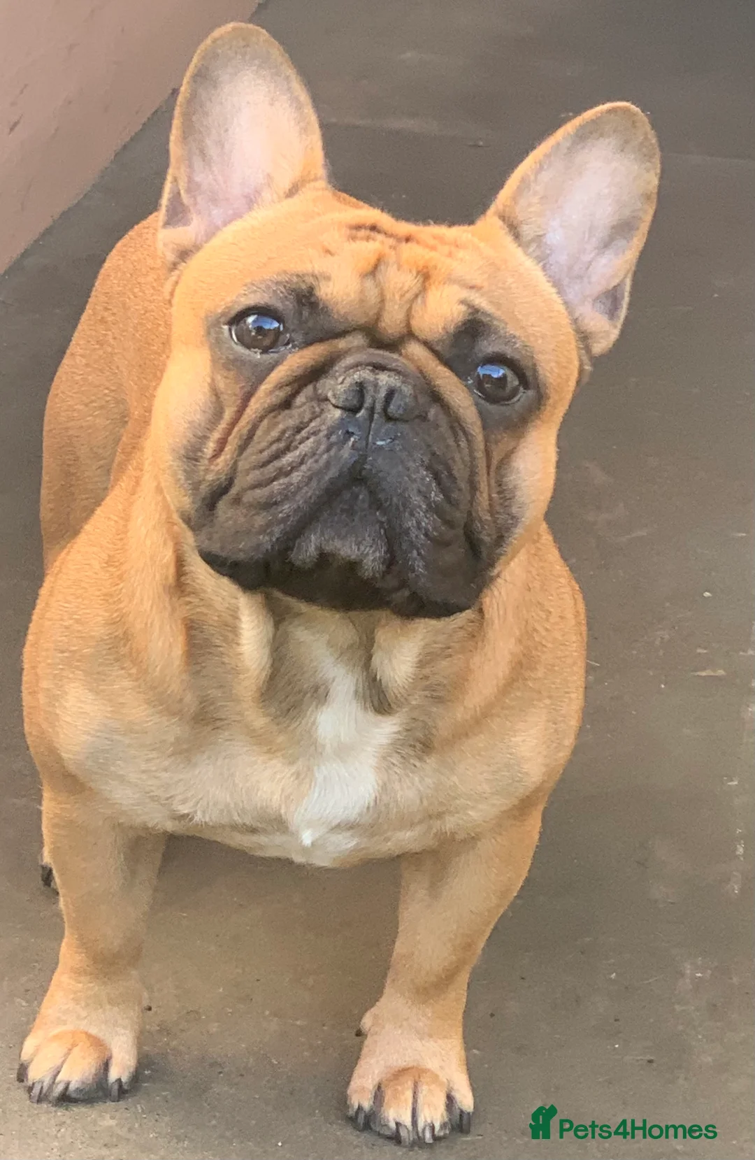 French Bulldog dogs for stud: Red fawn Dicar sired silver health tested in Edinburgh - Advert 6