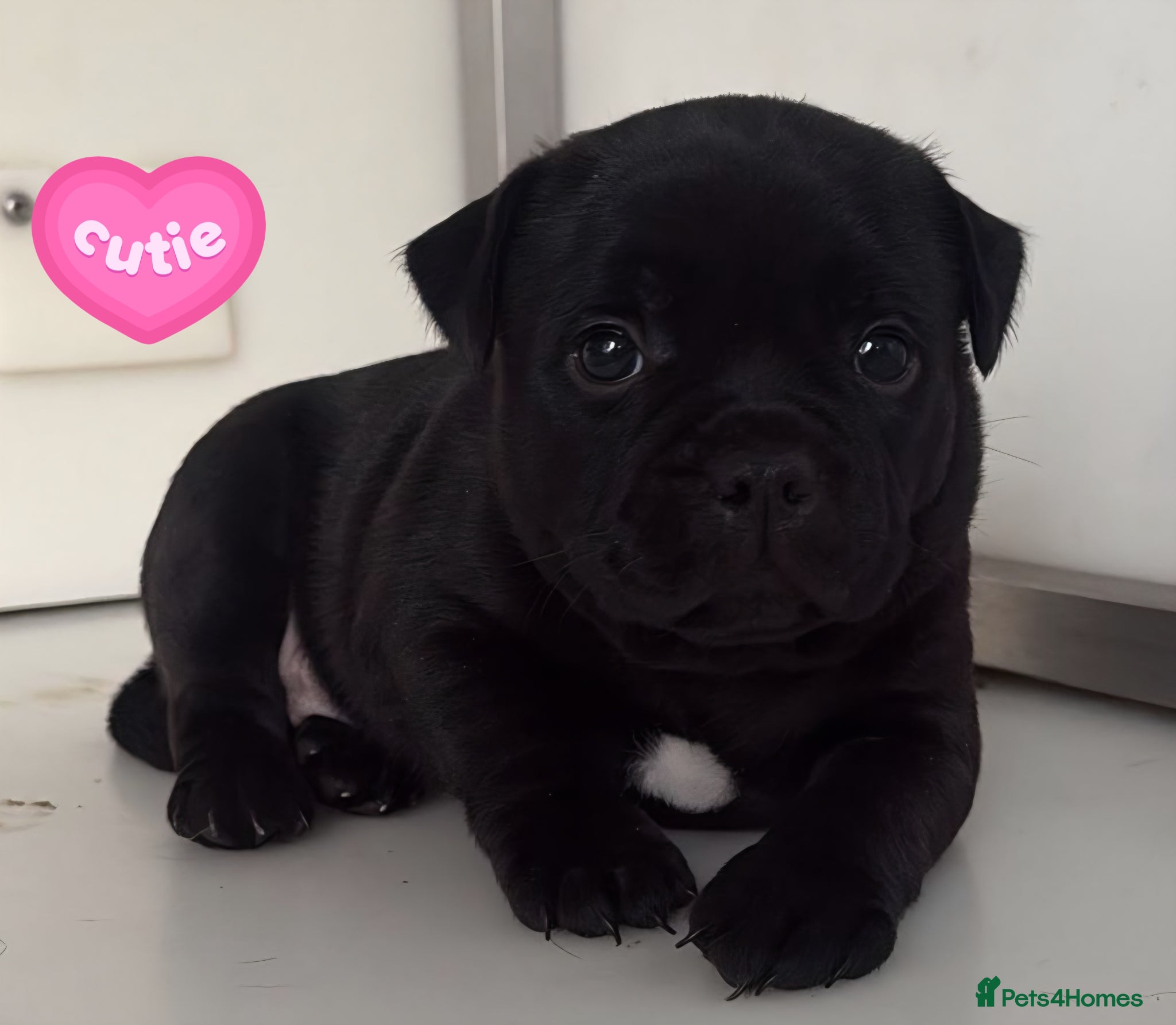 Staffordshire Bull Terrier dogs Kassius Staffordshire bull terrier pups for sale  - Advert 1