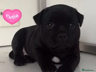 Staffordshire Bull Terrier dogs Kassius Staffordshire bull terrier pups for sale - Advert 1