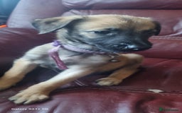 Mixed Breed dogs for sale: Belgian mally x saluki pups  - Image 7