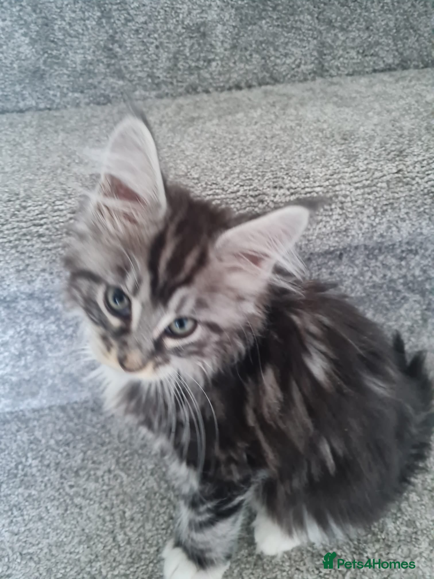 Maine Coon cats Tica reg Chunky Maine Coon Kittens - Advert 2
