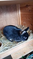 Netherland Dwarf rabbits - Advert 3