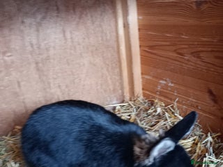 Netherland Dwarf rabbits - Advert 1