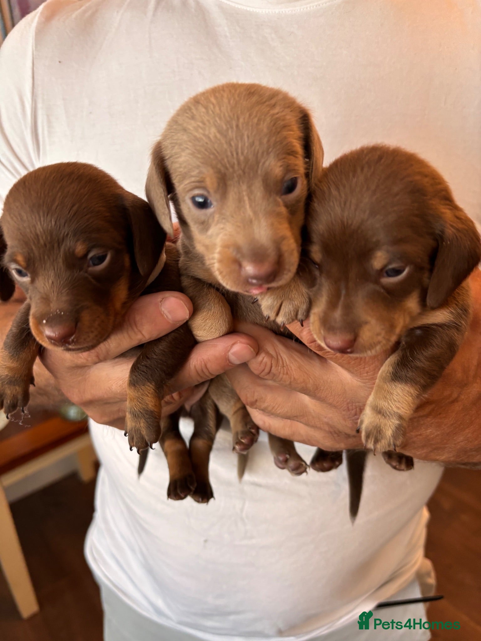 Miniature Dachshund dogs  Quality kc reg dachshunds . Parents health tested - Advert 1