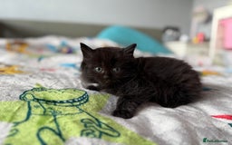 Ragdoll cats for sale: Ragdoll x British shorthair kittens - Advert 6