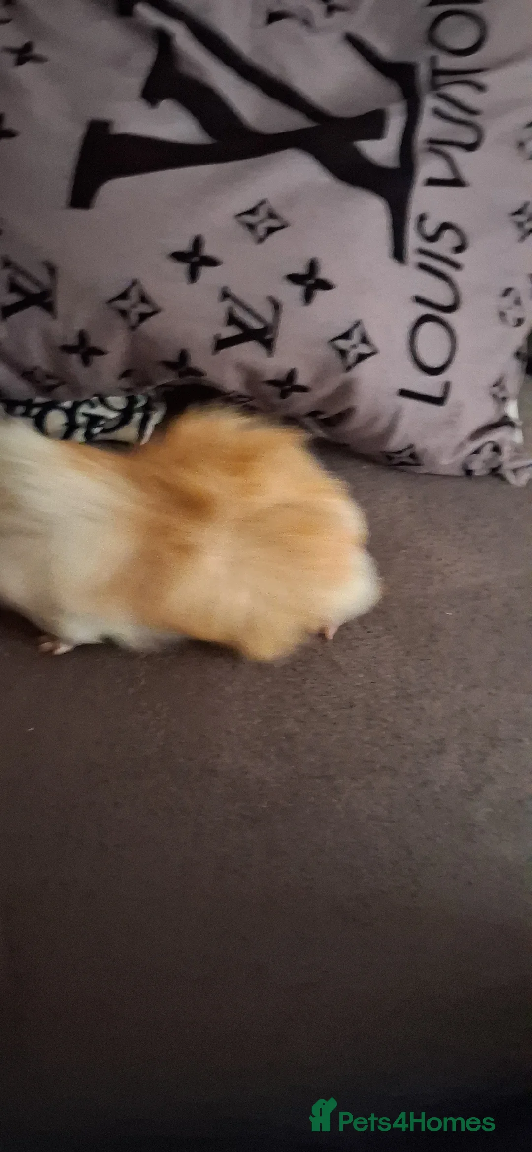Guinea Pig rodents for sale: Baby boy guinea pigs - Advert 6