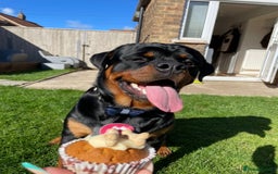 Rottweiler dogs for sale: AMAZING PEDIGREE REGISTERED ROTTWEILER PUPPIES - Image 21