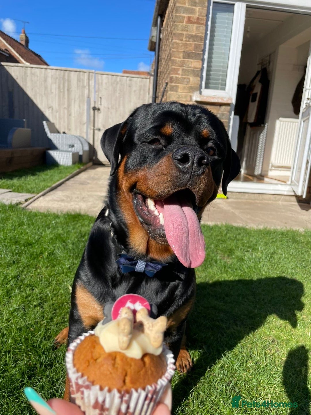 Rottweiler dogs for sale: AMAZING PEDIGREE REGISTERED ROTTWEILER PUPPIES - Image 21