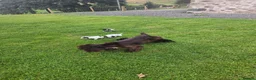 Cocker Spaniel dogs for sale: Reduced! Working cockers ready now!! - Advert 4