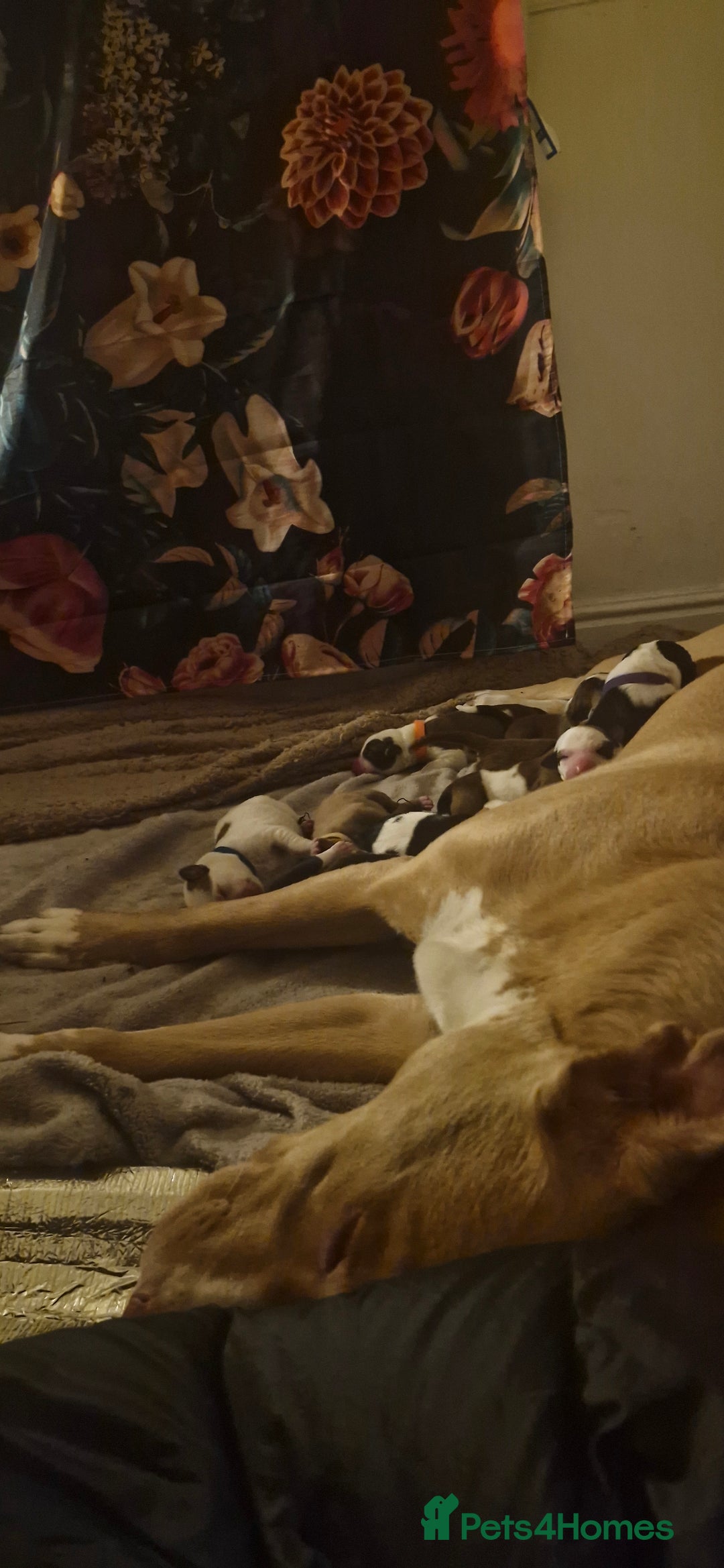 Mixed Breed dogs for sale: Bull grehound x collie (bull lurchers) - Advert 1