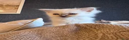 Ragdoll cats for sale: 🐾GCCF registered ragdoll kittens Lilac and blue🐾 - Advert 3