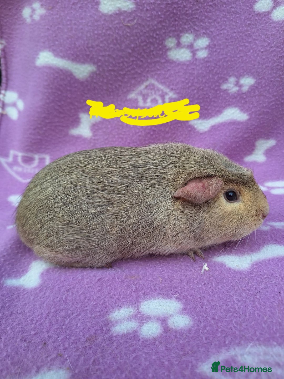 Guinea Pig rodents for sale: Chinchilla guinea pigs ready now  - Advert 2
