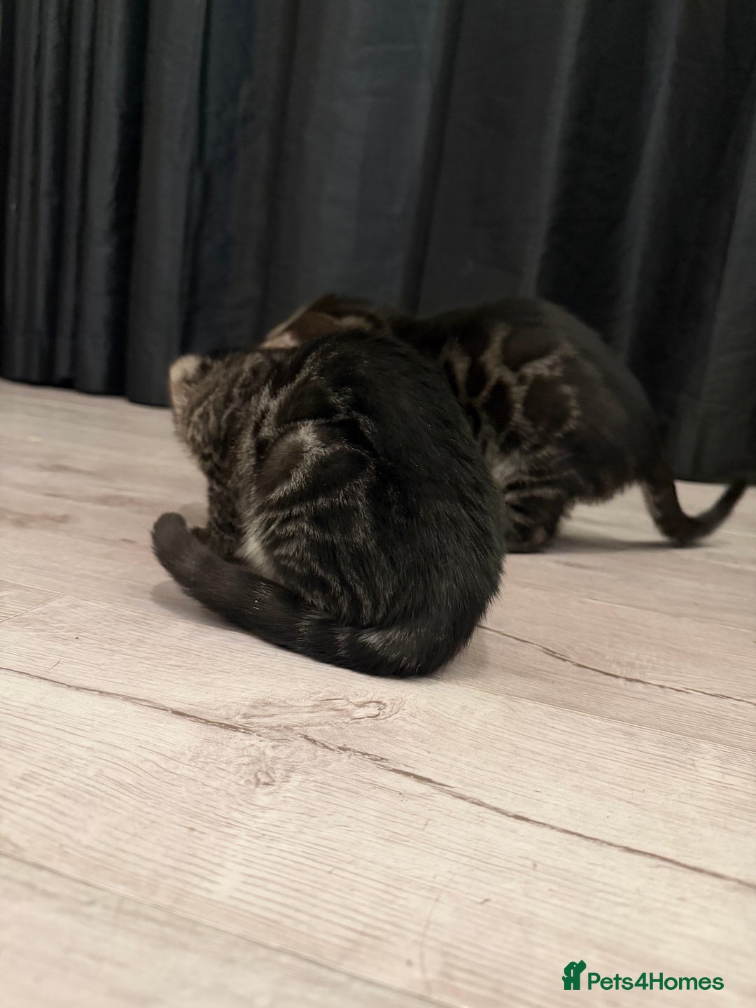 Bengal cats for sale: TICA registered pedigree Bengal Kittens - Advert 26