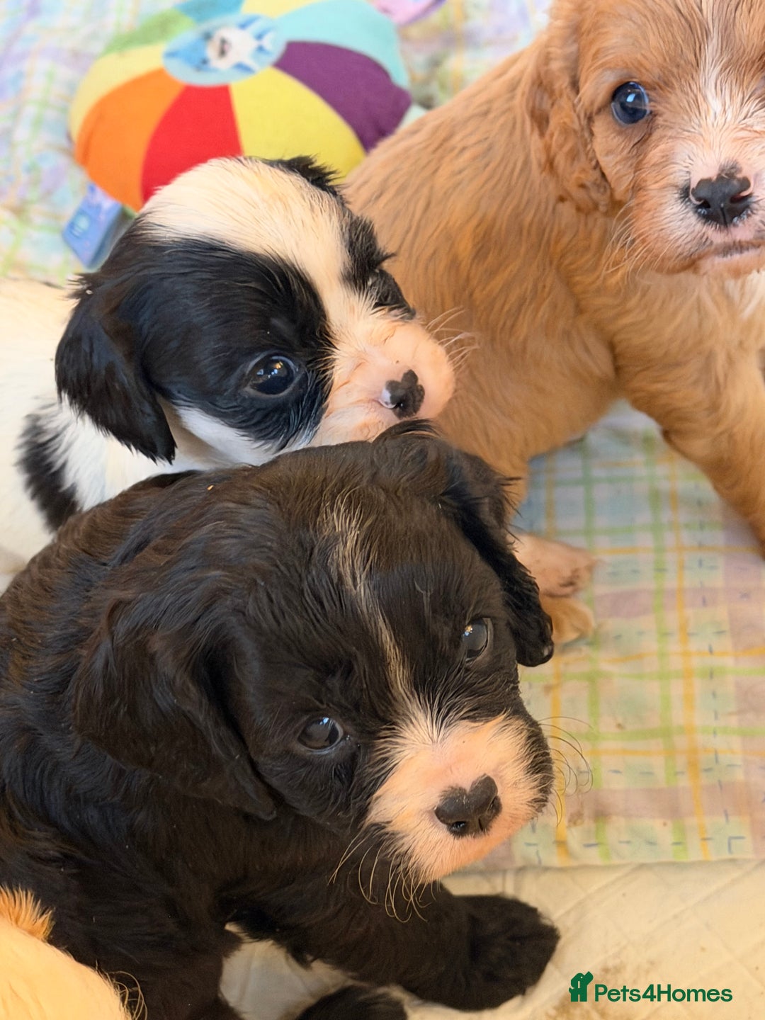 Cavapoo dogs for sale: Stunning cavapoo puppies ready 9th January  - Advert 18