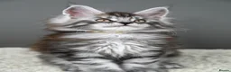 Maine Coon cats for sale: Black Smoke undercoat kittens  - Advert 33