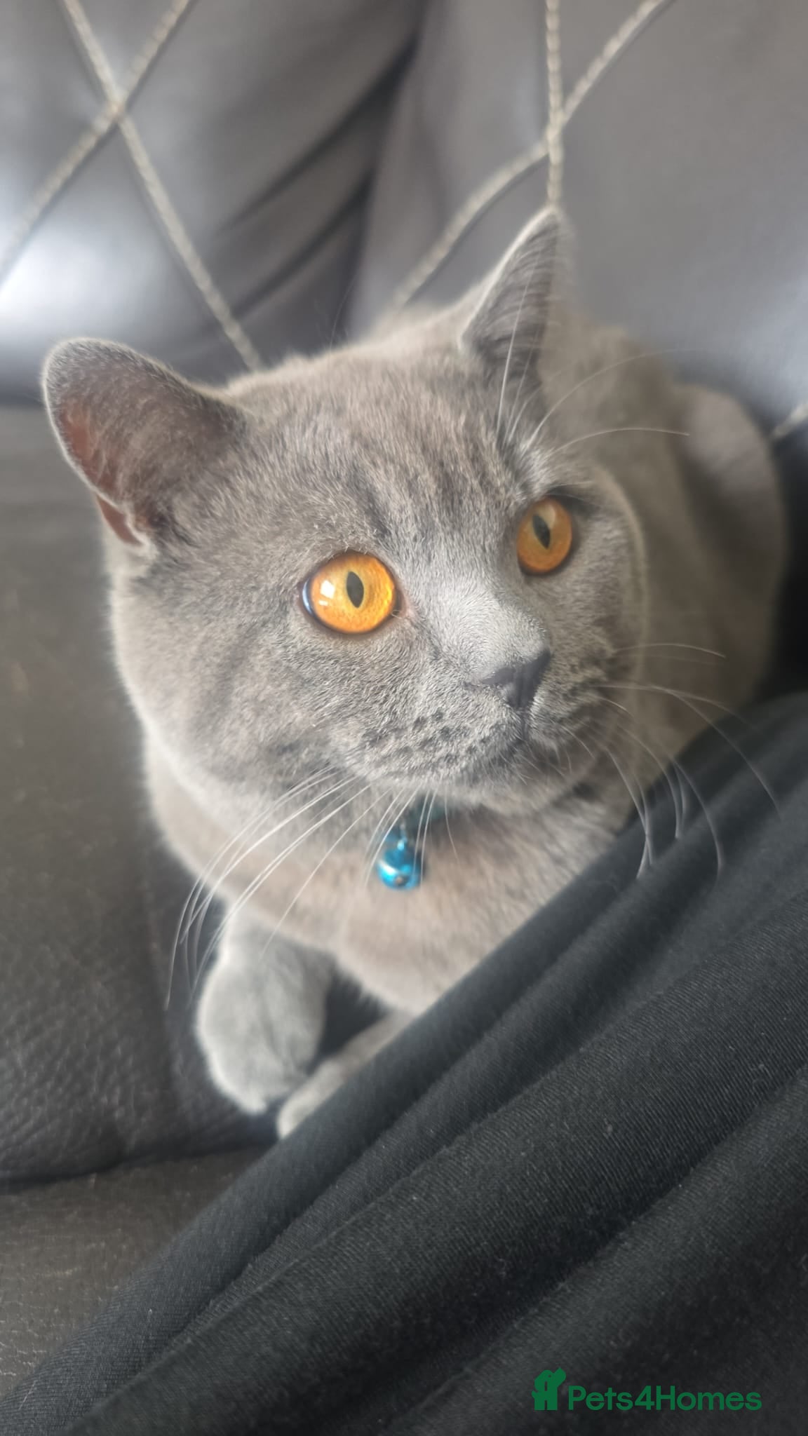 British Shorthair cats British Shorthair - Advert 1