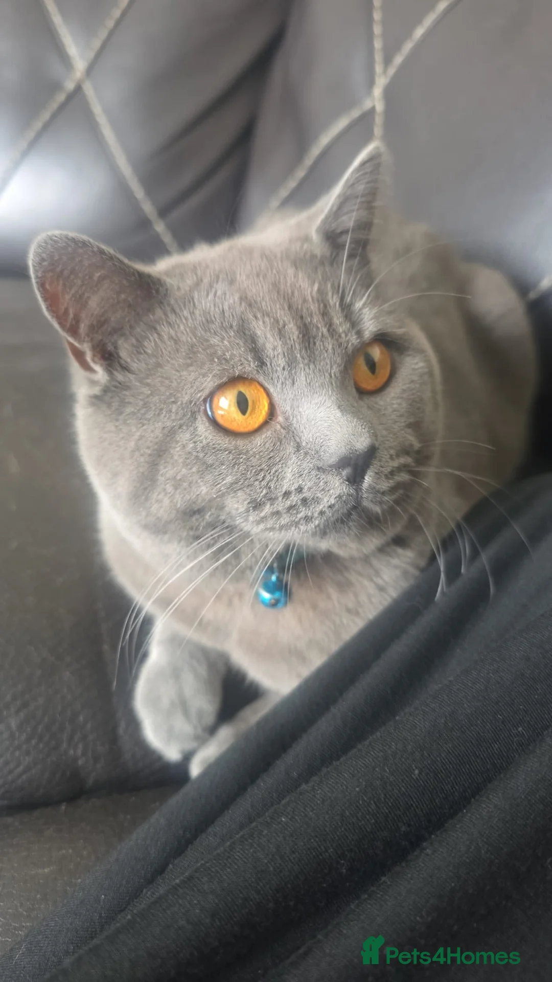 British Shorthair cats for sale: British Shorthair in Rochdale - Advert 1