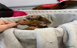 Miniature Dachshund dogs for sale: Stunning miniature dachshund puppies  - Image 11