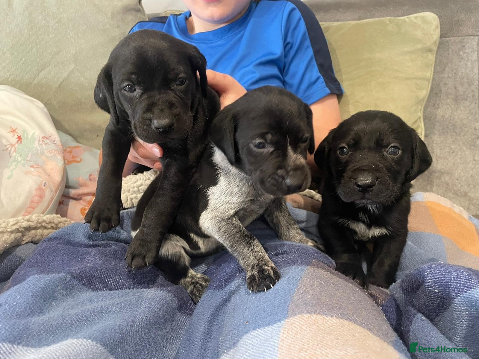 German Shorthaired Pointer dogs GSP KC REGISTERED PUPPIES - Advert 1
