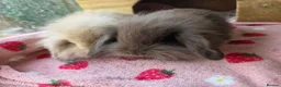 Mini Lion Lop rabbits for sale: True type Teddy lion lops ready to leave 21st Aug - Advert 3