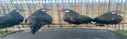 Hens poultry for sale: miniature rosecomb chickens - Advert 2