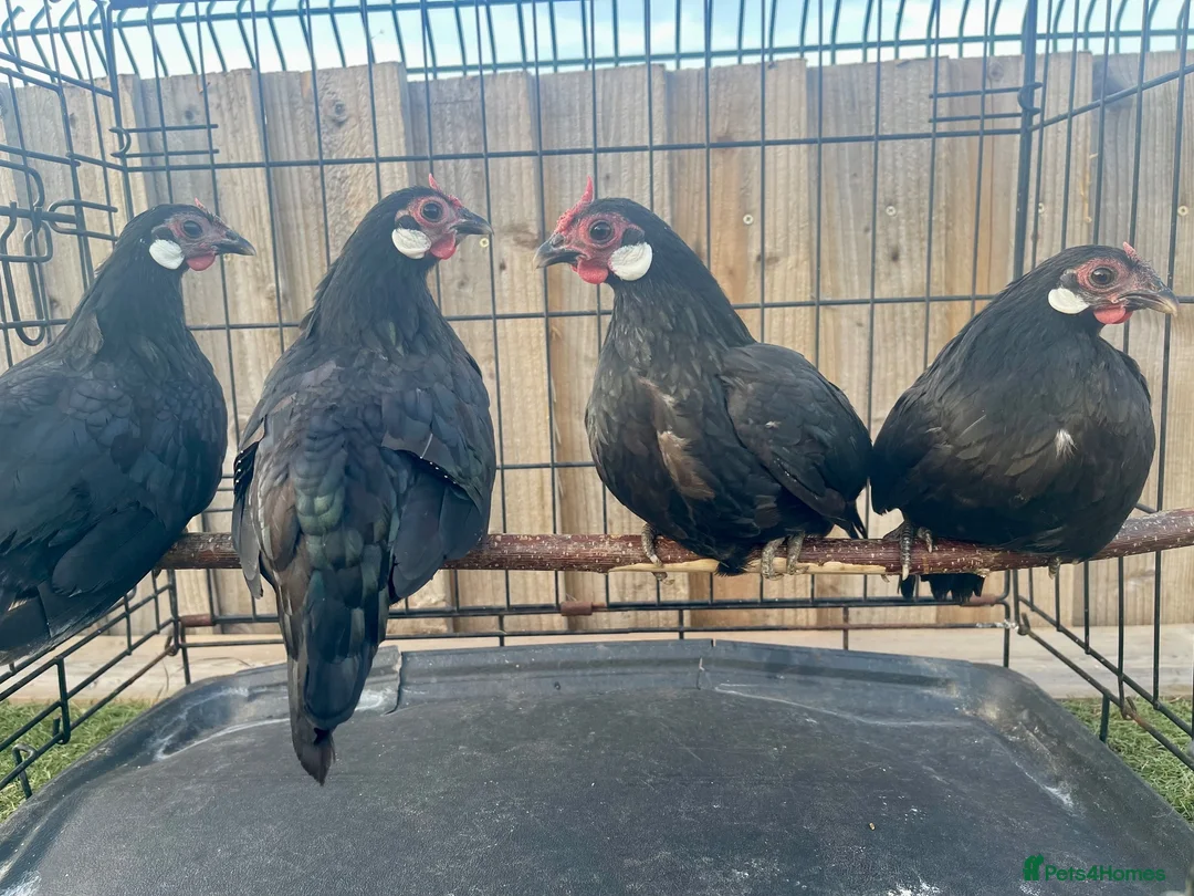Hens poultry for sale: miniature rosecomb chickens - Advert 2
