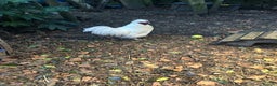 Chickens poultry for sale: Pure white silky male- proven breeder.  - Advert 8