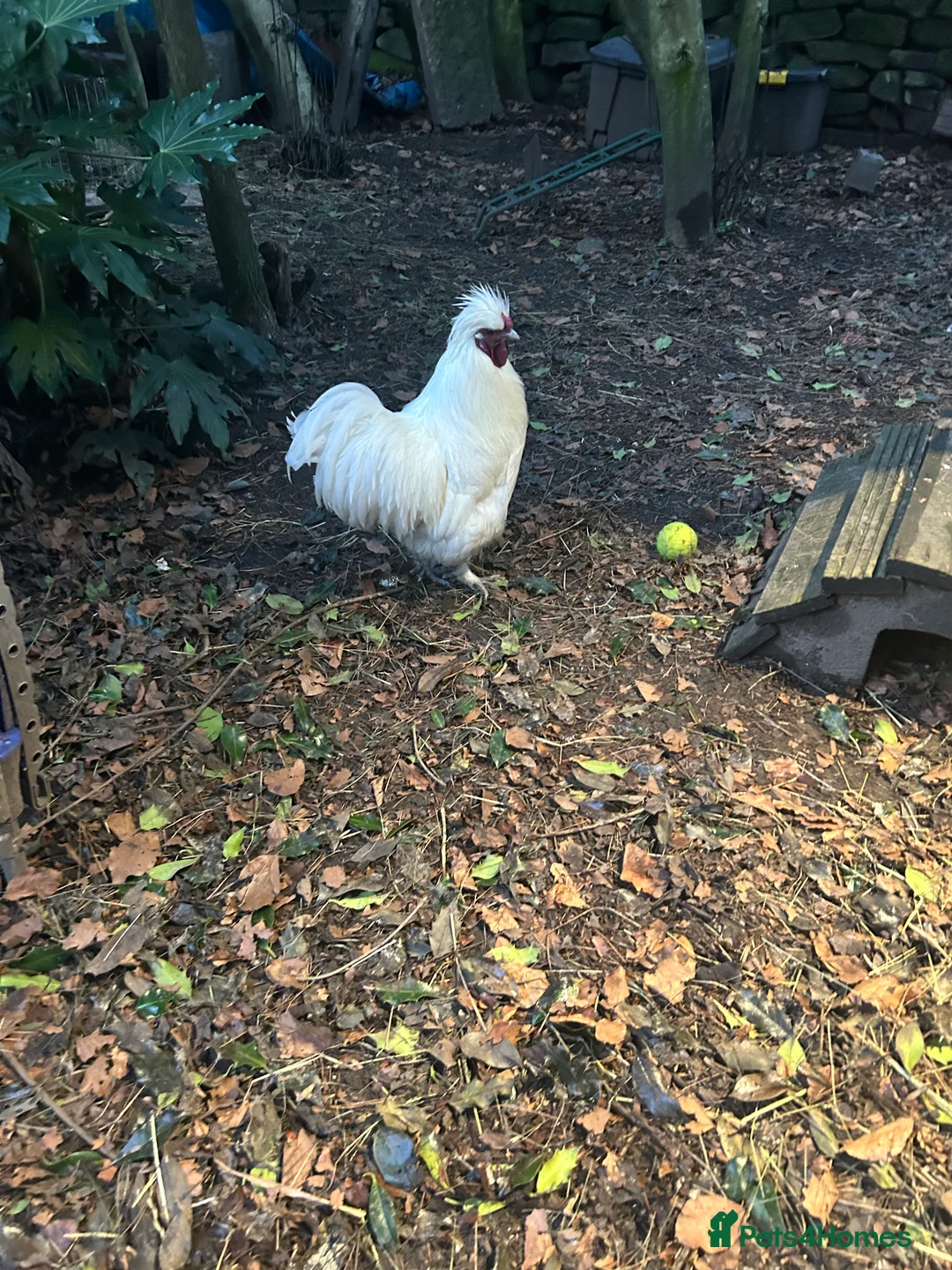 Chickens poultry for sale: Pure white silky male- proven breeder.  - Advert 8
