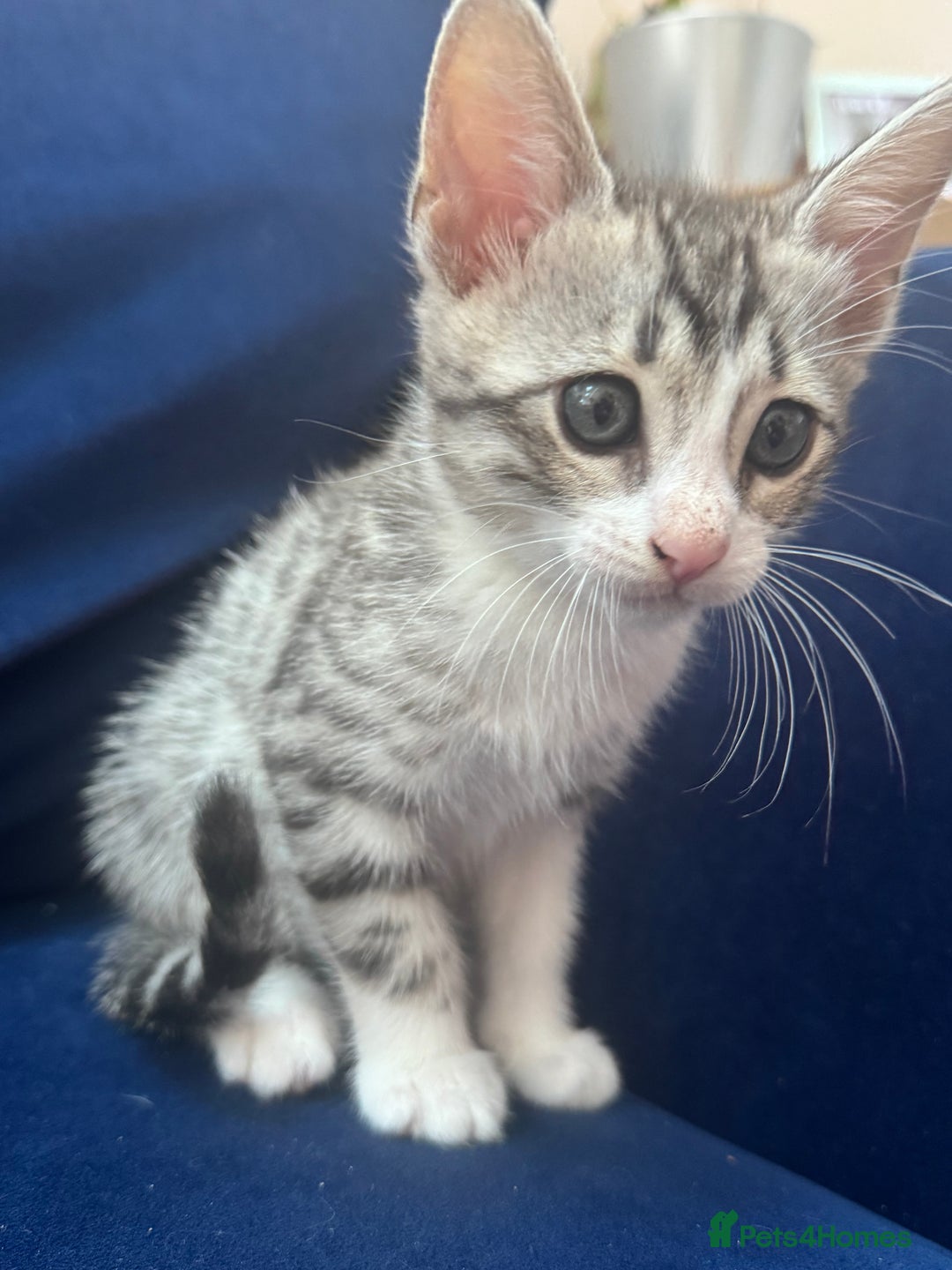 Bengal cats for sale: Bengal kittens  - Image 5