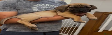 Boerboel Puppy 7